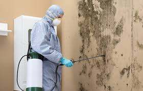 Best Black Mold Removal  in Lula, GA